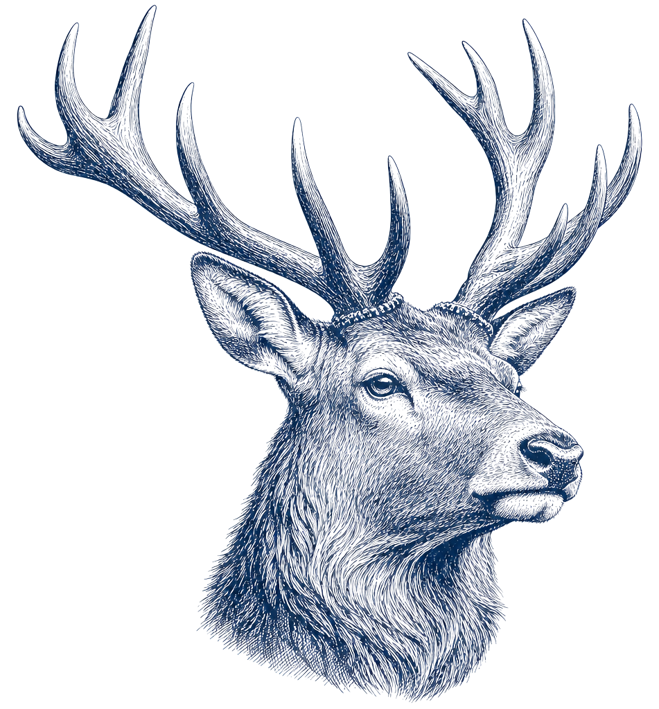 Etched stag illustration